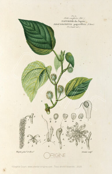 planche histoire naturelle Origine Archive collection Sophie Court