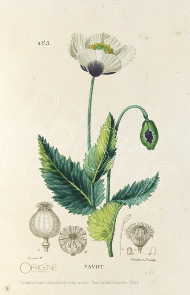 planche histoire naturelle Origine Archive collection Sophie Court