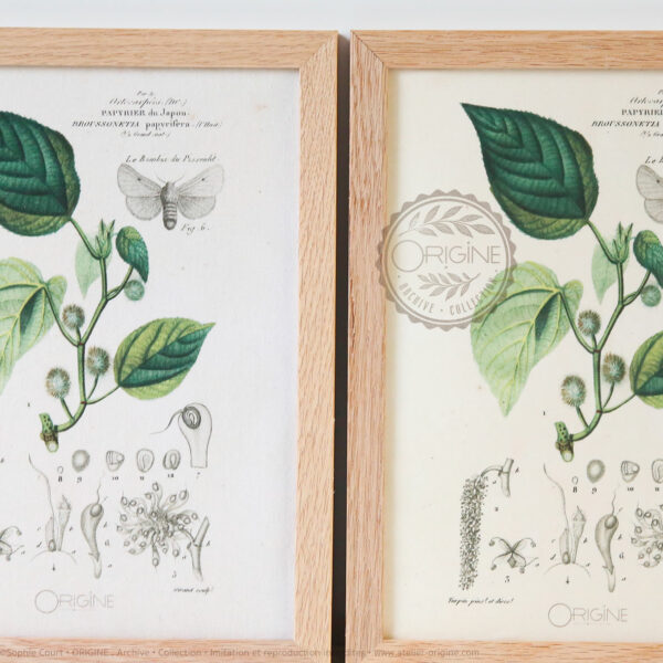 planche-botanique-origine-archive-collection-sophie-court-cadre-en-chene3