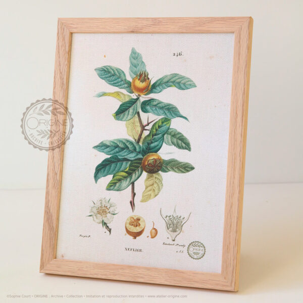 planche-botanique-origine-archive-collection-sophie-court-cadre-en-chene3
