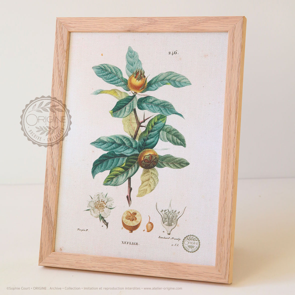 planche-botanique-origine-archive-collection-sophie-court-cadre-en-chene3