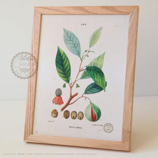 planche-botanique-origine-archive-collection-sophie-court-cadre-en-chene3