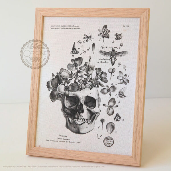 planche-botanique-origine-archive-collection-sophie-court-cadre-en-chene3