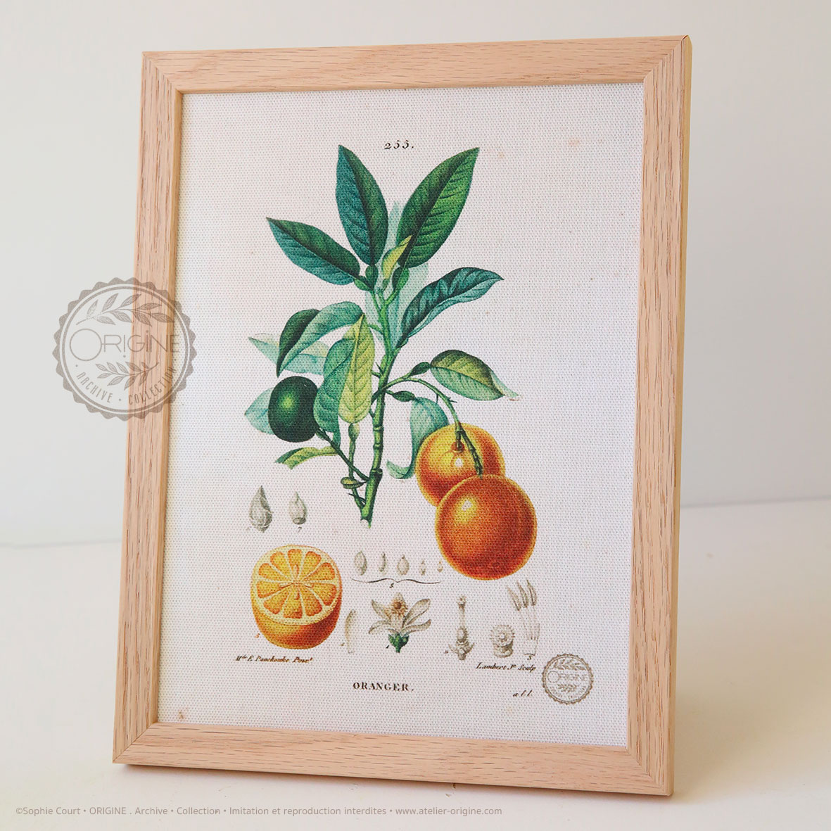 planche-botanique-origine-archive-collection-sophie-court-cadre-en-chene3