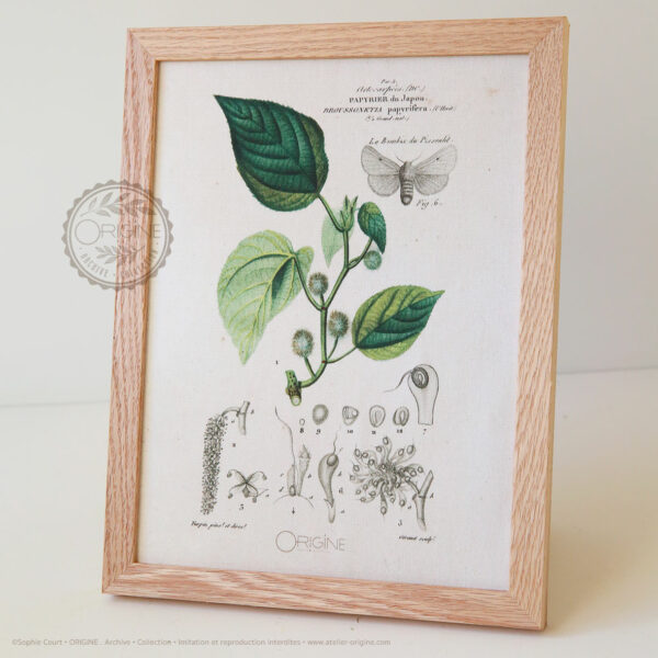 planche-botanique-origine-archive-collection-sophie-court-cadre-en-chene3