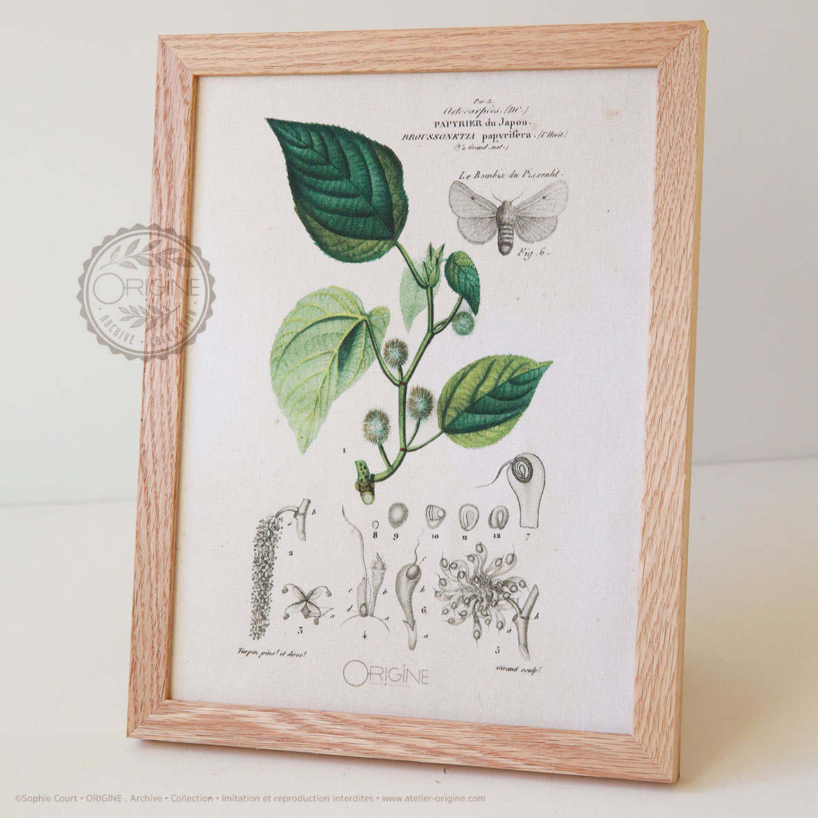 planche-botanique-origine-archive-collection-sophie-court-cadre-en-chene3