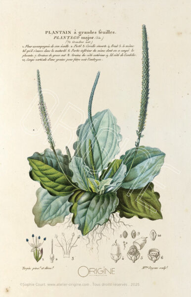 planche histoire naturelle Origine Archive collection Sophie Court