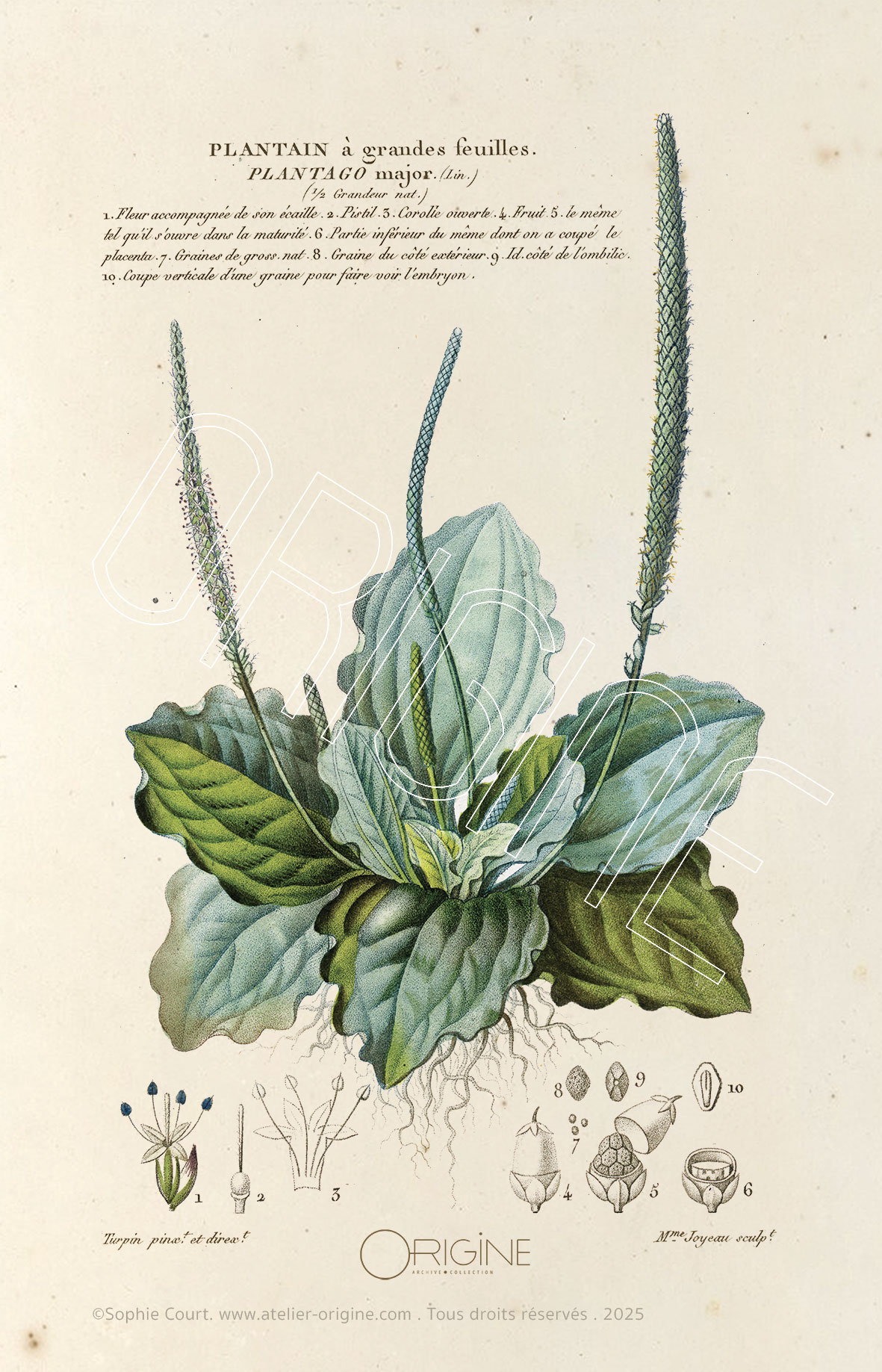 planche histoire naturelle Origine Archive collection Sophie Court