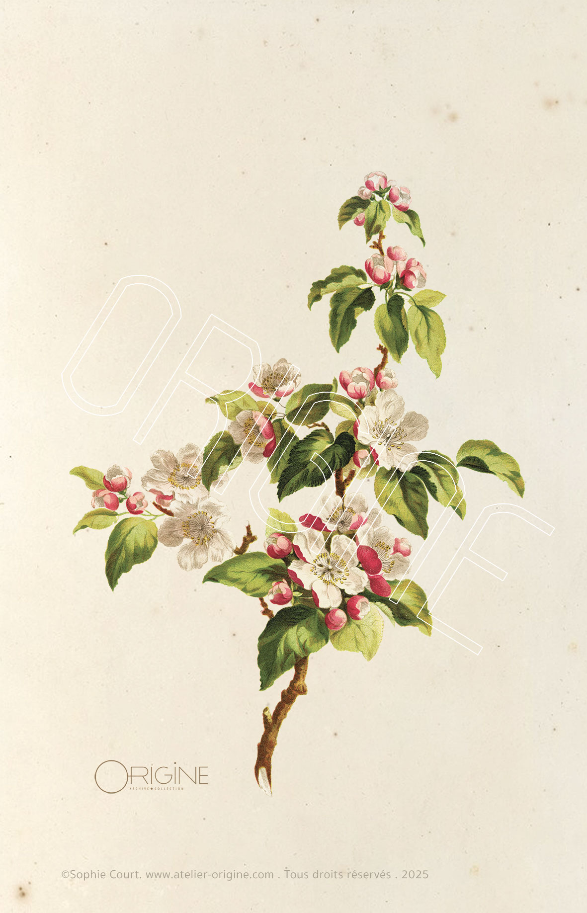 planche histoire naturelle Origine Archive collection Sophie Court