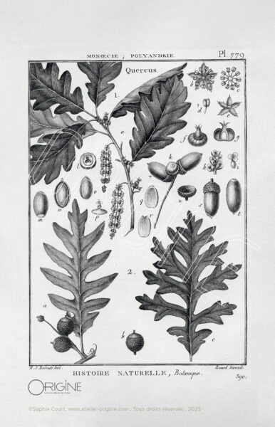 affiche-en-tissu-planche-botanique-origine-archive-collection-sophie-court-quercus