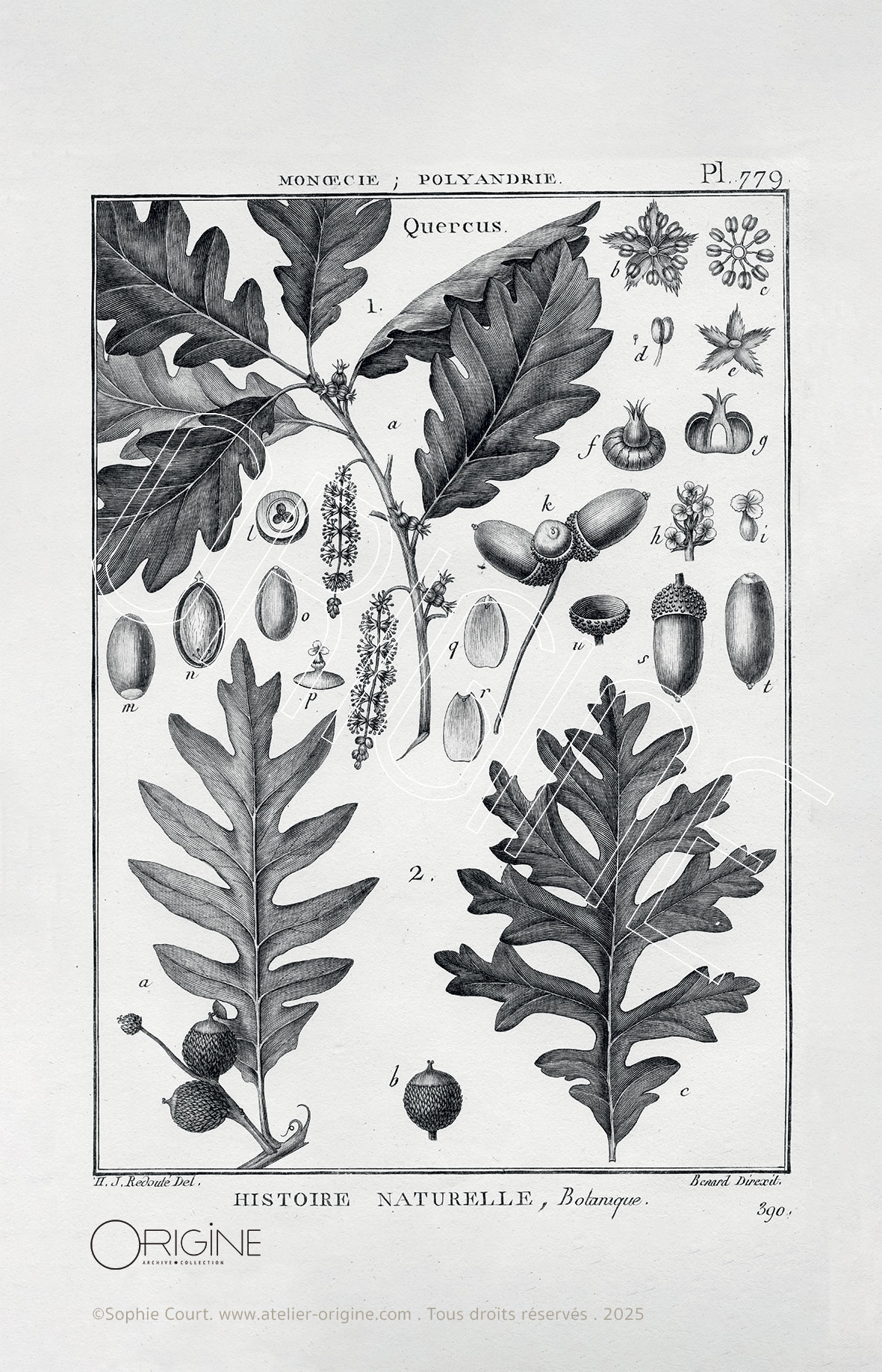 affiche-en-tissu-planche-botanique-origine-archive-collection-sophie-court-quercus
