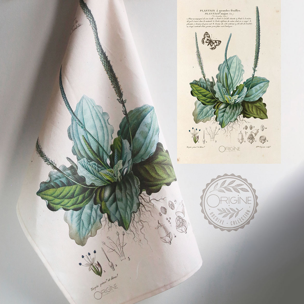 torchon-planche-botanique-ancienne-gravure-origine-archive-collection-sophie-court12