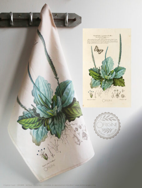 torchon-planche-botanique-ancienne-gravure-origine-archive-collection-sophie-court2