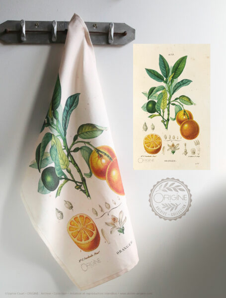 torchon-planche-botanique-ancienne-gravure-origine-archive-collection-sophie-court2