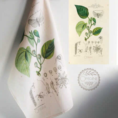 torchon-planche-botanique-ancienne-gravure-origine-archive-collection-sophie-court3