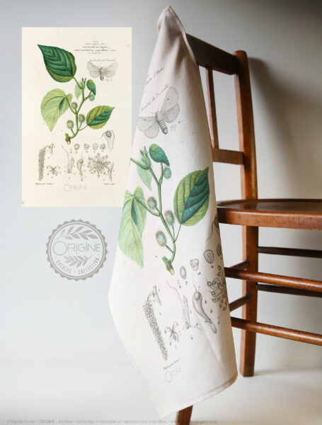 torchon-planche-botanique-ancienne-gravure-origine-archive-collection-sophie-court2