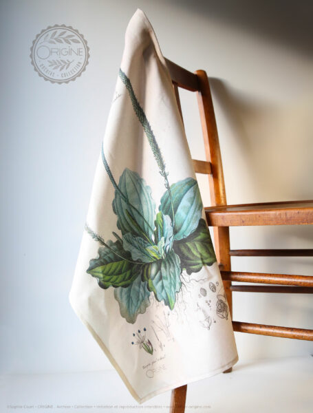 torchon-planche-botanique-ancienne-gravure-origine-archive-collection-sophie-court2