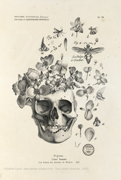 planche histoire naturelle Origine Archive collection Sophie Court