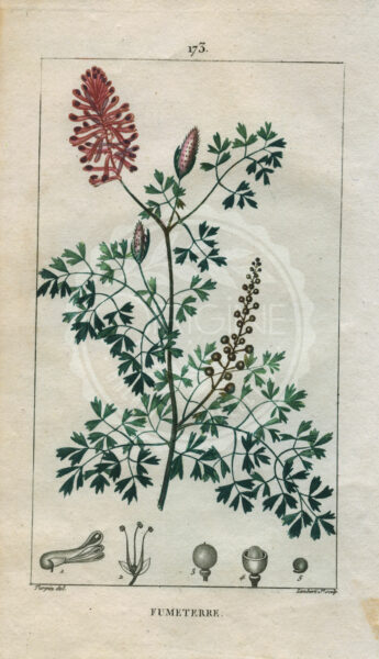 planche botanique originale. gravure ancienne Turpin 1-T4-Fumeterre