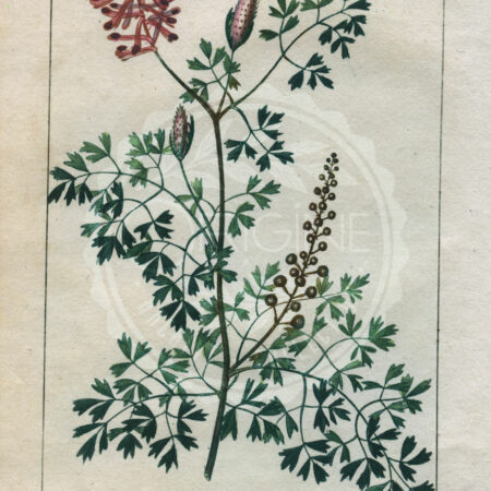 planche botanique originale. gravure ancienne Turpin 1-T4-Fumeterre