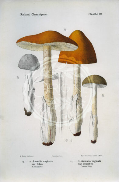 Planches mycologiques anciennes – Collection Rolland, Champignons