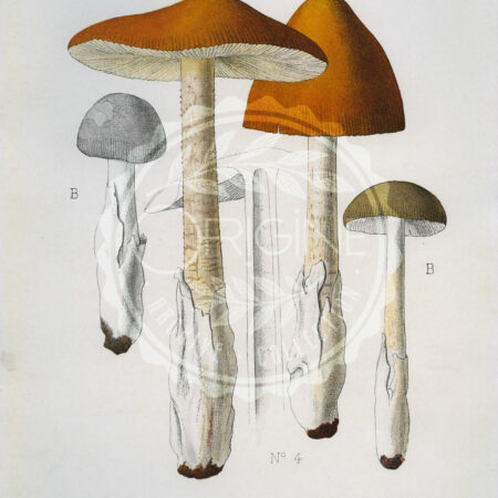 Planches mycologiques anciennes – Collection Rolland, Champignons