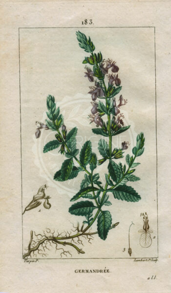 planche botanique originale. gravure ancienne Turpin 11-T4-germandree