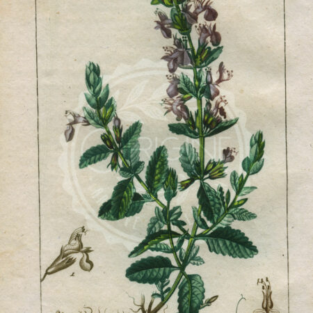 planche botanique originale. gravure ancienne Turpin 11-T4-germandree