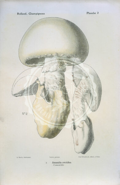Planches mycologiques anciennes – Collection Rolland, Champignons