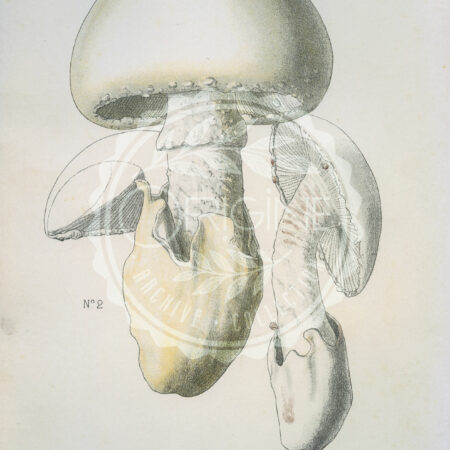 Planches mycologiques anciennes – Collection Rolland, Champignons