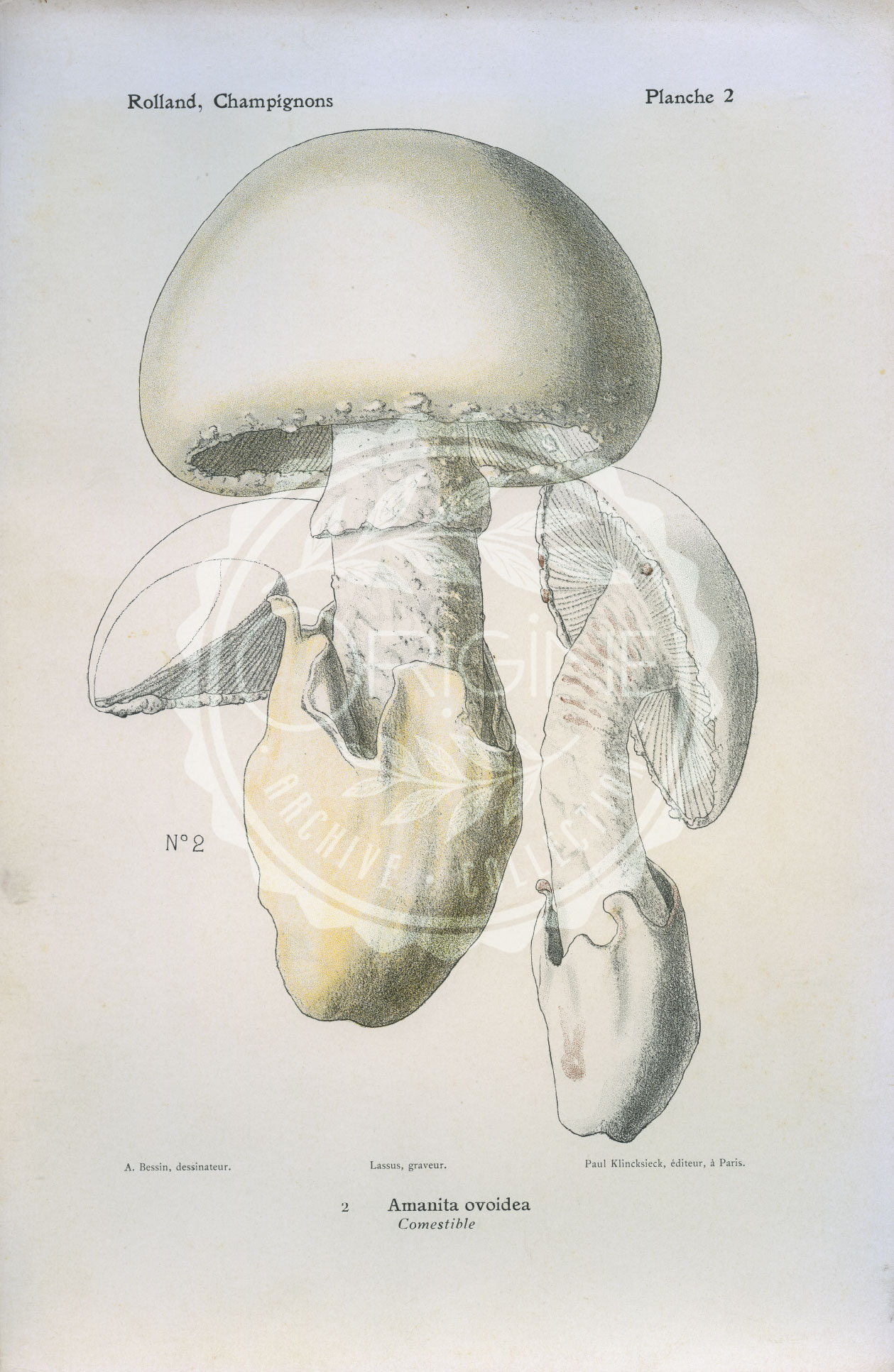 Planches mycologiques anciennes – Collection Rolland, Champignons