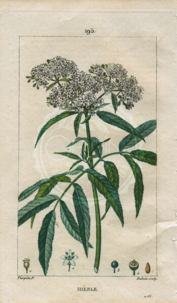 planche botanique originale. gravure ancienne Turpin 23-T4-hieble