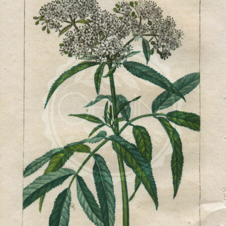 planche botanique originale. gravure ancienne Turpin 23-T4-hieble