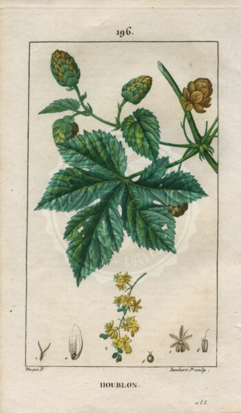 planche botanique originale. gravure ancienne Turpin 24-T4-houblon