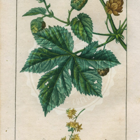 planche botanique originale. gravure ancienne Turpin 24-T4-houblon