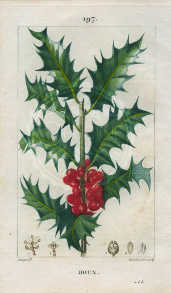 planche botanique originale. gravure ancienne Turpin 25-T4-houx