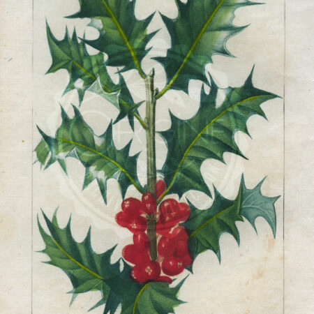 planche botanique originale. gravure ancienne Turpin 25-T4-houx