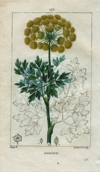 planche botanique originale. gravure ancienne Turpin 3-T4-galbanum