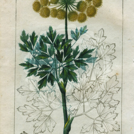 planche botanique originale. gravure ancienne Turpin 3-T4-galbanum