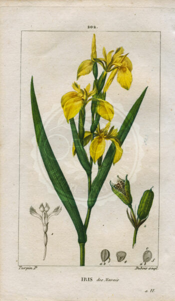 planche botanique originale. gravure ancienne Turpin 30-T4-iris-des-marais