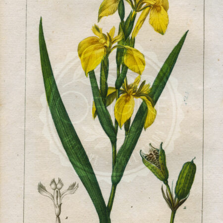 planche botanique originale. gravure ancienne Turpin 30-T4-iris-des-marais
