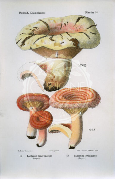 Planches mycologiques anciennes – Collection Rolland, Champignons