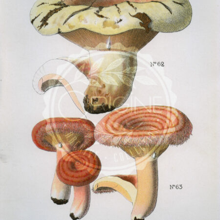 Planches mycologiques anciennes – Collection Rolland, Champignons