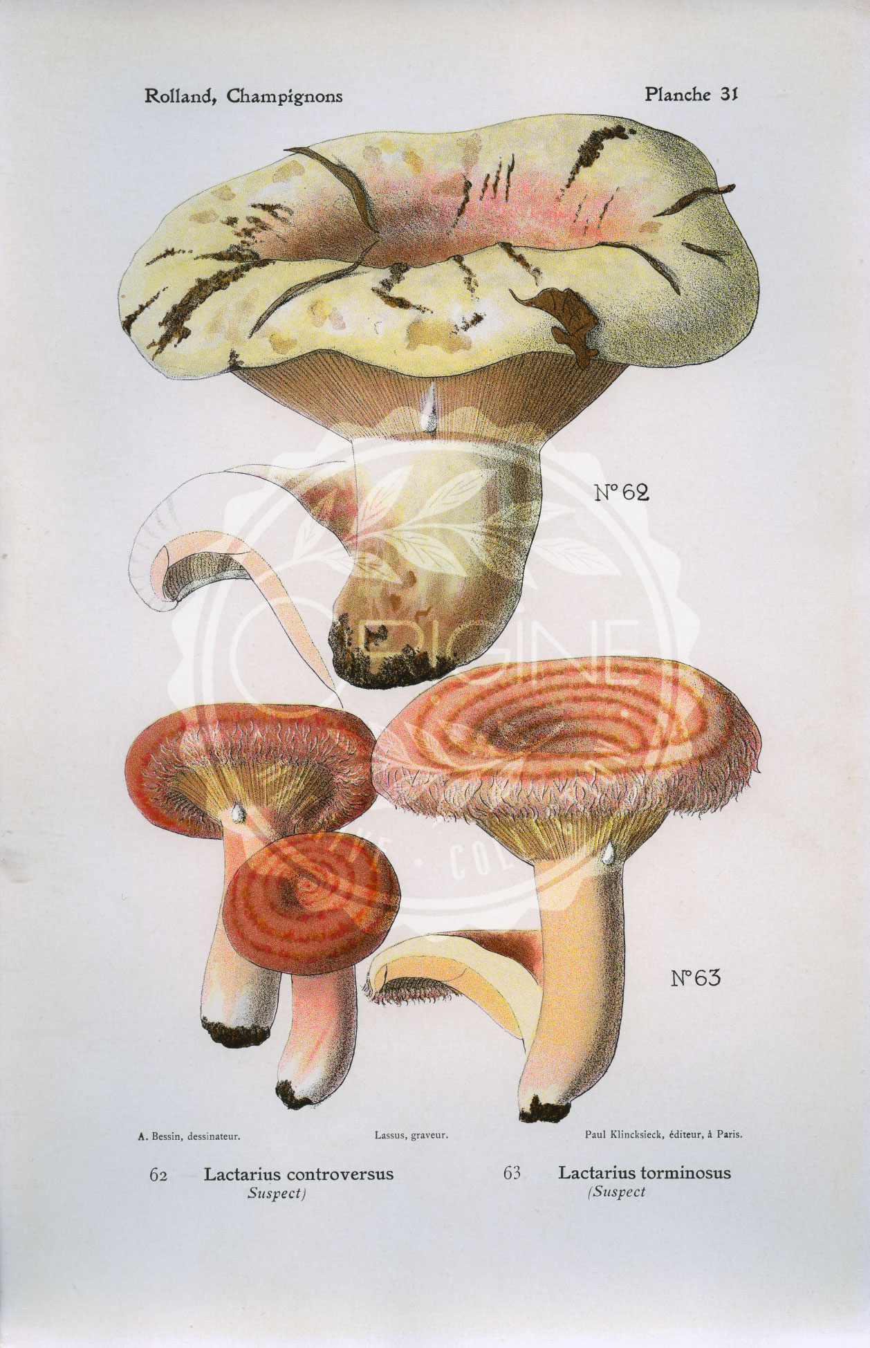 Planches mycologiques anciennes – Collection Rolland, Champignons