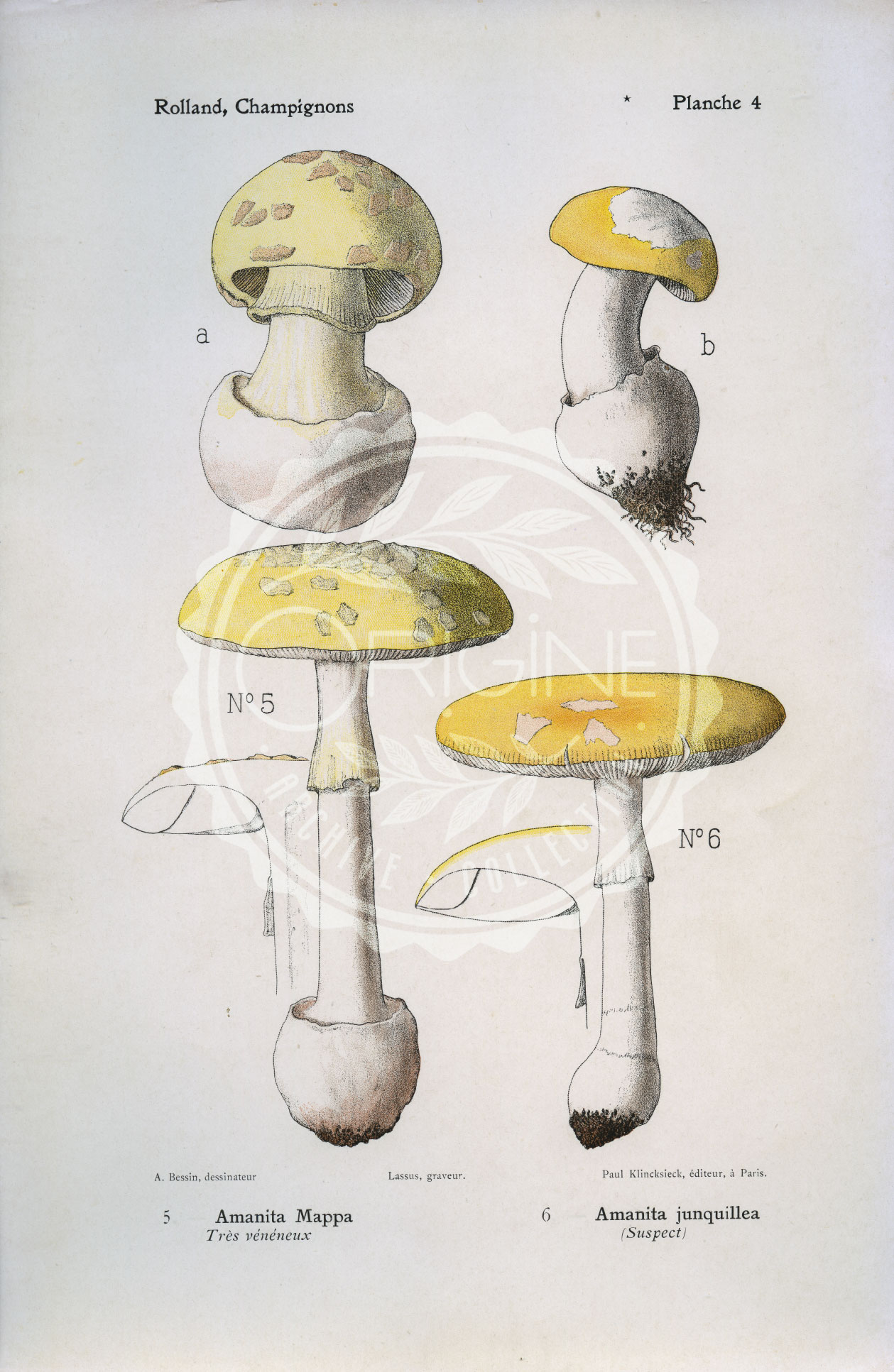 Originale · Planche mycologique du XIXᵉ siècle • Rolland . Amanita mappa et Amanita junquillea – Image 2