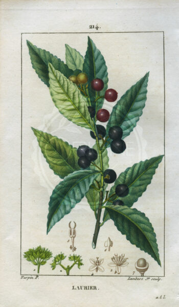planche botanique originale. gravure ancienne Turpin 42-T4-laurier