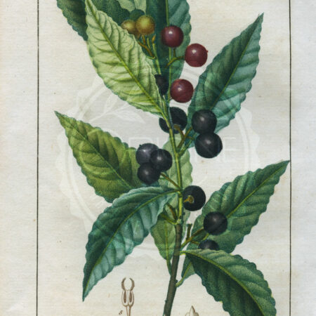 planche botanique originale. gravure ancienne Turpin 42-T4-laurier