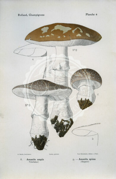 Planches mycologiques anciennes – Collection Rolland, Champignons