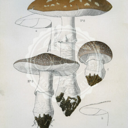 Planches mycologiques anciennes – Collection Rolland, Champignons