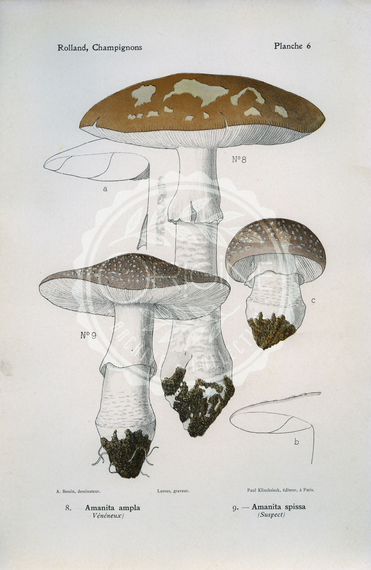Planches mycologiques anciennes – Collection Rolland, Champignons